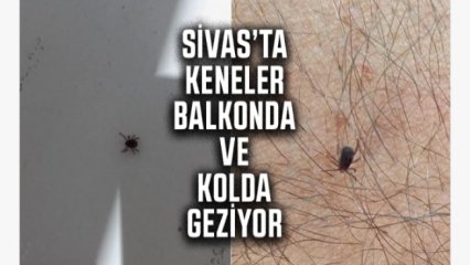 SİVAS'TA KENE ALARMI ‼️