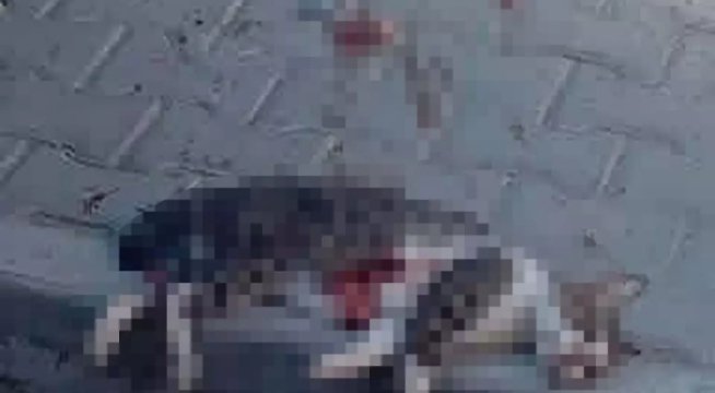 SOKAK KEDİSİNİ POMPALI TÜFEKLE ÖLDÜRDÜ