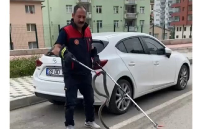 GÜMÜŞHANE'DE YILAN OPERASYONU ‼️