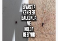  SİVAS'TA KENE ALARMI ‼️