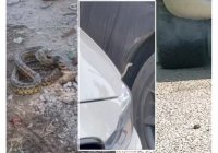  BURSA'DA YILAN SAYISINDA ARTIŞ GÖZLENDİ ‼️